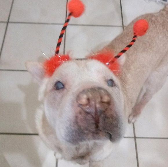 Meet your Posh Ambassador, C - Picture 7 of 16